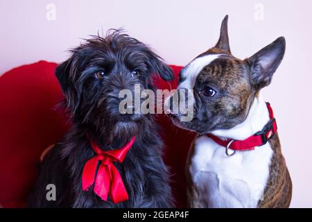 Zwei kleine Hunde, die am Valentinstag wie verliebte Menschen aussehen, vor dem Hintergrund eines großen roten Herzens Stockfoto