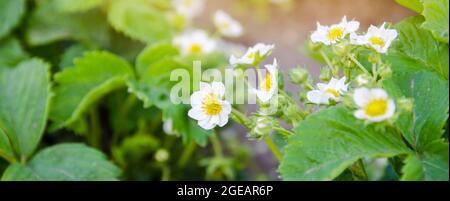 Blühende Erdbeere wächst im Garten. Frühlingsbeeren. Weicher, selektiver Fokus Stockfoto