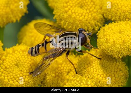 Sonnenfliege / Marsh Hoverfly (Helophilus pendulus / Helophilus similis) Weibchen, die im Sommer von Nektar von gewöhnlichem Tansy (Tanacetum vulgare) in Blüte ernährt Stockfoto