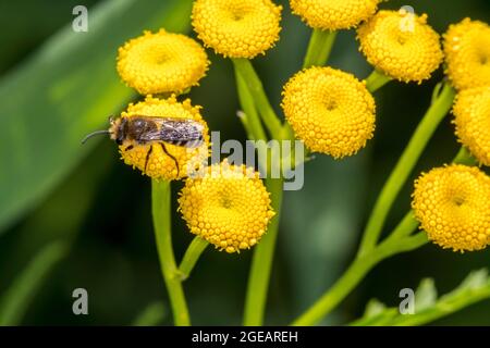 Gipsbiene / Davies-Colletes (Colletes daviesanus) bestäuben im Sommer den Blütenstan (Tanacetum vulgare) Stockfoto