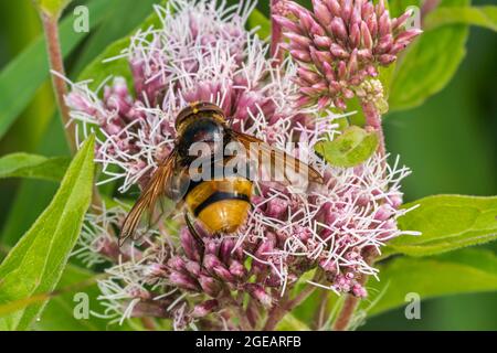 Hornet imitiert eine Schwebefliege (Volucella zonaria), die im Sommer eine bestäubende Hanf-Agrimonie / ein heiliges Seil (Eupatorium cannabinum) blüht Stockfoto