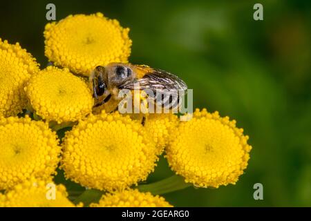Gipsbiene / Davies-Colletes (Colletes daviesanus) sammeln Pollen auf Beinen, während sie im Sommer den Blütenstan (Tanacetum vulgare) bestäuben Stockfoto