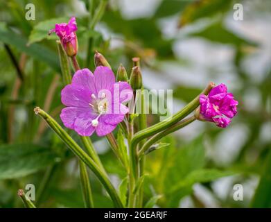 Große Weidenkräuter / große haarige Weidenkräuter / haarige Weidenkräuter (Epilobium hirsutum) in Blüte im Sommer Stockfoto