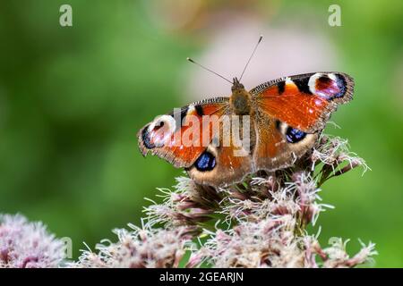 Europäischer Pfauenschmetterling (Aglais io / Inachis io) mit abgenutzten, beschädigten Flügeln, die im Sommer Hanf-Agrimonie / heilige Seilblume bestäuben Stockfoto