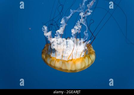 Die pazifische Brennnesselqualle schwimmt anmutig vor einem tiefblauen Hintergrund. Stockfoto