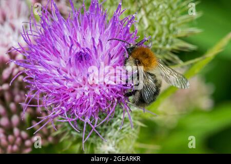 Gemeine Carderbiene (Bombus pascuorum / APIs pascuorum) Hummel, die sich von Nektar aus der Speerdistel / gemeiner Distel (Cirsium vulgare) in Blüte ernährt Stockfoto