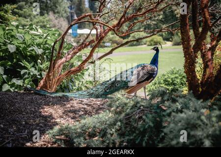 Der Pfau steht mit dem Kopf, der in strahlendem Sonnenlicht unter einigen niedrigen Bäumen gedreht wurde. Stockfoto