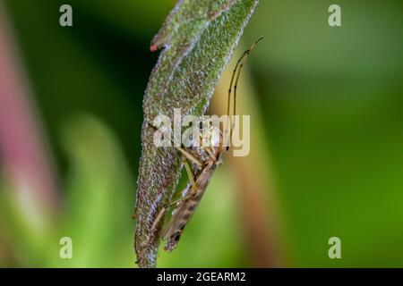 Hironomide/beißfreie Zwerge/Seefliege (Chironomus spec.) auf dem Blatt im Sommer Stockfoto