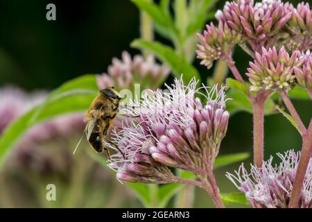 Gewöhnliche Drohnenfliege (Eristalis tenax) Zugschwebfliege bestäubt und ernährt sich im Sommer von Nektar aus der Hanf-Agrimonie (Eupatorium cannabinum)-Blüte Stockfoto