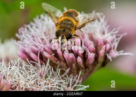 Gewöhnliche Drohnenfliege (Eristalis tenax) männliche Zugschwebenfliege bestäubt und ernährt sich im Sommer von Nektar aus Hanf-Agrimony-Blüten Stockfoto