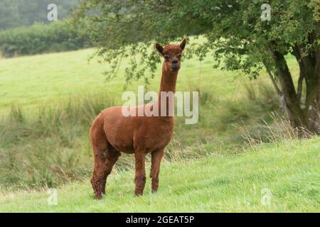 Erwachsene Alpaka, die auf dem Feld stehen Stockfoto