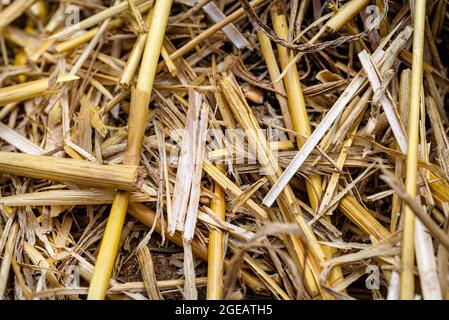 Makrofoto von Heu und Stoppeln auf einem gemähten Feld, Textur von gemähtem Getreide. Stockfoto