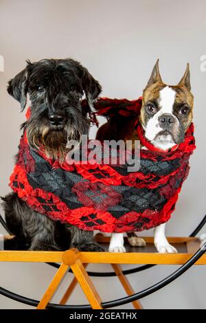 Zwei Hunde, Schnauzer und eine französische Bulldogge in einem großen Schal Stockfoto