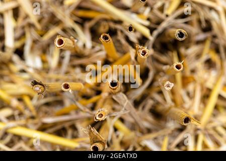 Makrofoto von Heu und Stoppeln auf einem gemähten Feld, Textur von gemähtem Getreide. Stockfoto