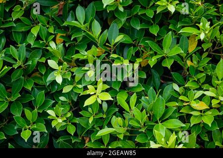 Nahaufnahme von grünen Blättern auf einem Busch im Garten Stockfoto