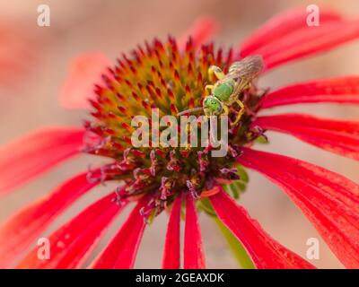 Nahaufnahme einer Schweißbiene, die sich auf einer roten Echinacea-Blume ernährt. Stockfoto