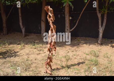 Getrocknete ixora-Pflanze, die vollständig getrocknet wird, da sie nicht im Sommer heiß ist Stockfoto