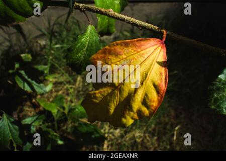 Verfärbtes Blatt der Hibiskuspflanze im Rasen. Bunte gelbe und rote Adern auf dem Schuhblumenblatt. Durch Übergießen Stockfoto