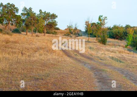 Schöne Landschaft mit Pinien bei Sonnenuntergang. Natur Stockfoto