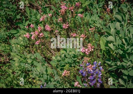 Pink Mountain Heather und Lupine wachsen entlang des Naches Peak Loop Trail in Mt. Rainier National Park Stockfoto