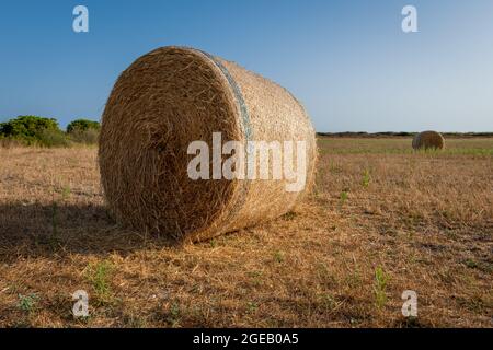 Runde Ballen von geerntetem goldenem Heu auf einem Feld. Stockfoto