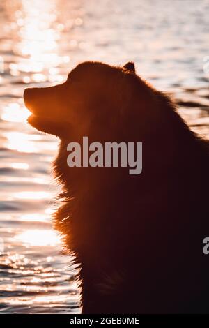 Porträt eines jungen finnischen Lapphunds, der während des Sonnenuntergangs am See sitzt Stockfoto