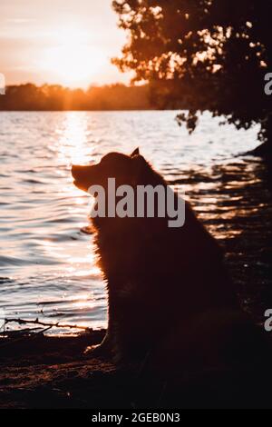 Porträt eines jungen finnischen Lapphunds, der während des Sonnenuntergangs am See sitzt Stockfoto