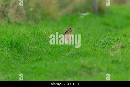 Braunhase, Wissenschaftlicher Name: Lepus europaeus. Junger brauner Hase oder Hebelett mit abgeflachten Ohren saß aufrecht an den Ackerrandränder des Bauern. Mit Blick Stockfoto