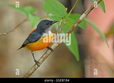 Orangenbauchiger Blumenpecker (Dicaeum trigonostigma rubropygium), erwachsener Mann, der auf dem Zweig Thailands thront Februar Stockfoto