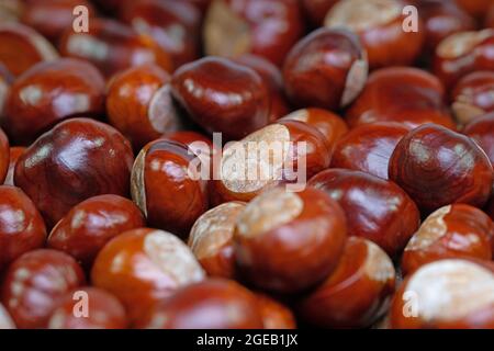 Viele Rosskastanien, Aesculus hippocastanum, in Nahaufnahme Stockfoto