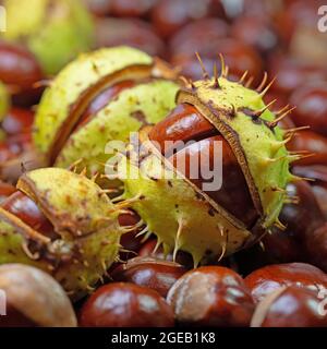 Kastanien aus weißem Pferd, Aesculus hippocastanum, aus nächster Nähe Stockfoto