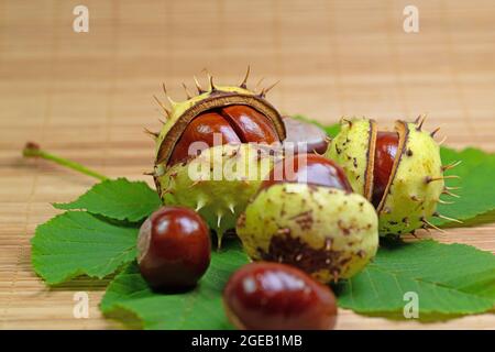 Kastanien aus weißem Pferd, Aesculus hippocastanum, aus nächster Nähe Stockfoto