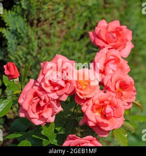Blühende rote Rosen im Garten Stockfoto