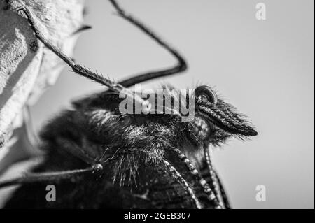 Neu aufgetauchte Pfauenschmetterling, aglais io, Curling Proboscis, die auf leerer Kokon-Schale ruhen Stockfoto