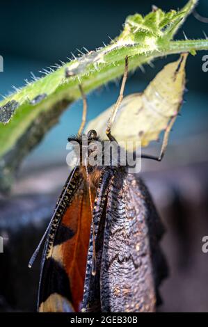 Neu aufgetauchte Pfauenschmetterling, aglais io, Curling Proboscis, die auf leerer Kokon-Schale ruhen Stockfoto