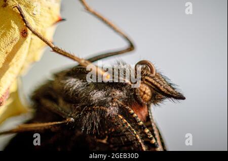 Neu aufgetauchte Pfauenschmetterling, aglais io, Curling Proboscis, die auf leerer Kokon-Schale ruhen Stockfoto