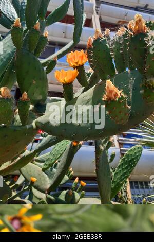 Kaktusfeige oder Barbary Feigenblüte neben einer Straße in Lissabon, Portugal, Opuntia ficus-indic Stockfoto