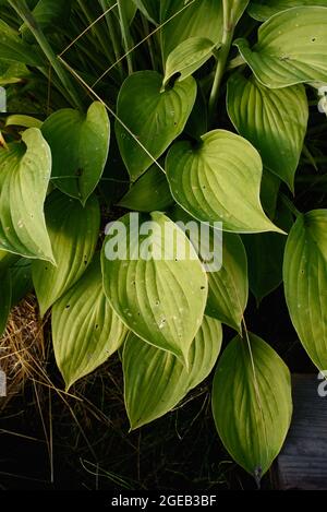 Die Blätter der Wirtspflanze sind aus der Nähe. Stockfoto