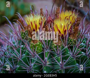 Fishhook Barrel Cactus, Ferocactus wislizenii Stockfoto