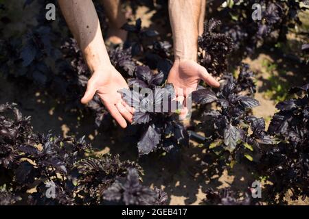 Landwirt, der in seiner eigenen Kleinfarm Purpurbasil anpflanzt und sich um Pflanzen kümmert. Stockfoto