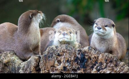 Familie von Otter Stockfoto