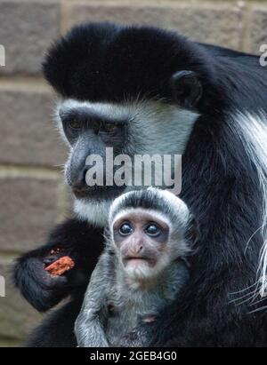 Neugieriges Baby Guereza Stockfoto