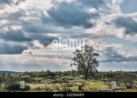 Sommerlandschaft mit Wolken, die von der Sonne beleuchtet werden und alte Birken, die allein auf dem Feld stehen Stockfoto