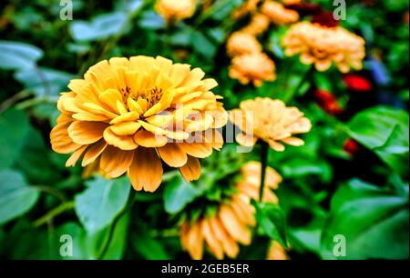 Ringelblumen blühen in einem nrban gaerden Stockfoto