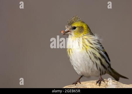 Junger Siskin-Vogel auf Holztisch mit Schnabelkern und verschwommenem Hintergrund Stockfoto