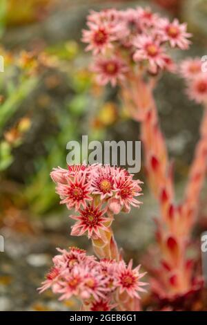 Winziges und wunderschönes Sempervivum ‘Corsair’, Houseleek ‘Corsair’ in Blüte. Nahaufnahme des Pflanzenportraits Stockfoto