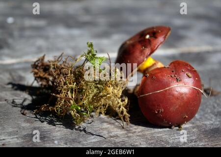 Wald essbare Pilze aus nächster Nähe. Frisch gepflückte Boletus auf Holzhintergrund.Zerklauser subtomentosus auf Holzhintergrund, rustikaler Tisch. Stockfoto