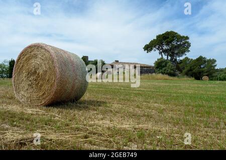 Strohstapel - Heuballen, gerollt in Stapel nach der Ernte von Weizenohren, landwirtschaftliches Feld mit gesammelten Pflanzen ländlichen. Balearen Stockfoto