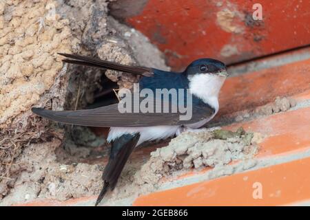 Gemeinsames Haus martin Nest - Delichon urbicum. Stockfoto