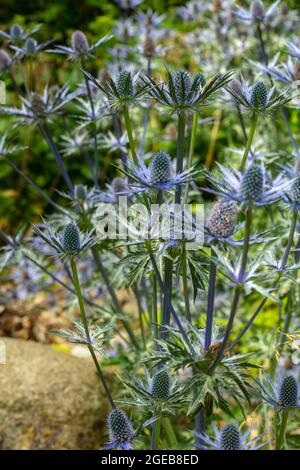 Das stählerblaue Eryngium begrüßt Bestäuber, einschließlich Bienen, in ihren Blüten. Strahlender Sonnenschein Stockfoto